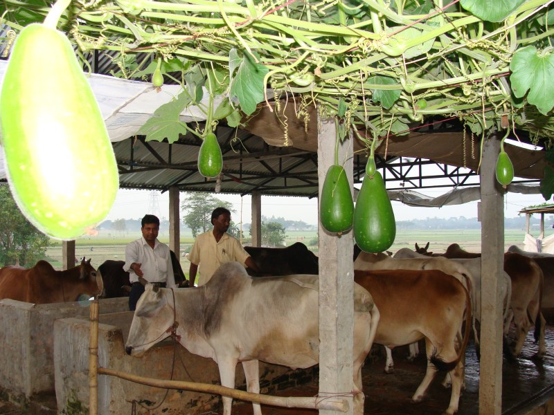 Future-Plan-of-Combined-Agro-Farm